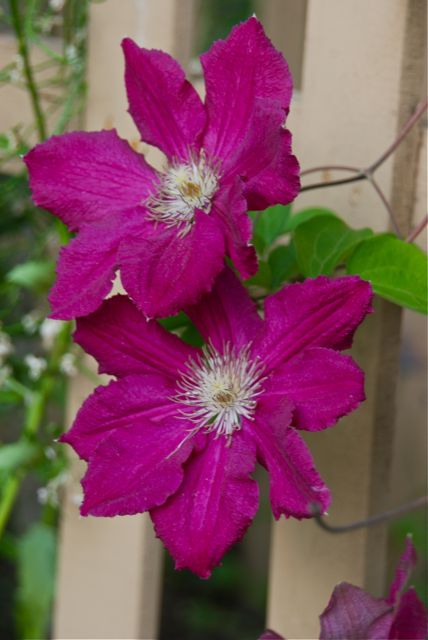 Clematis 'Earnest Markham' is a pink-red shade which happily combines with many other perennials.