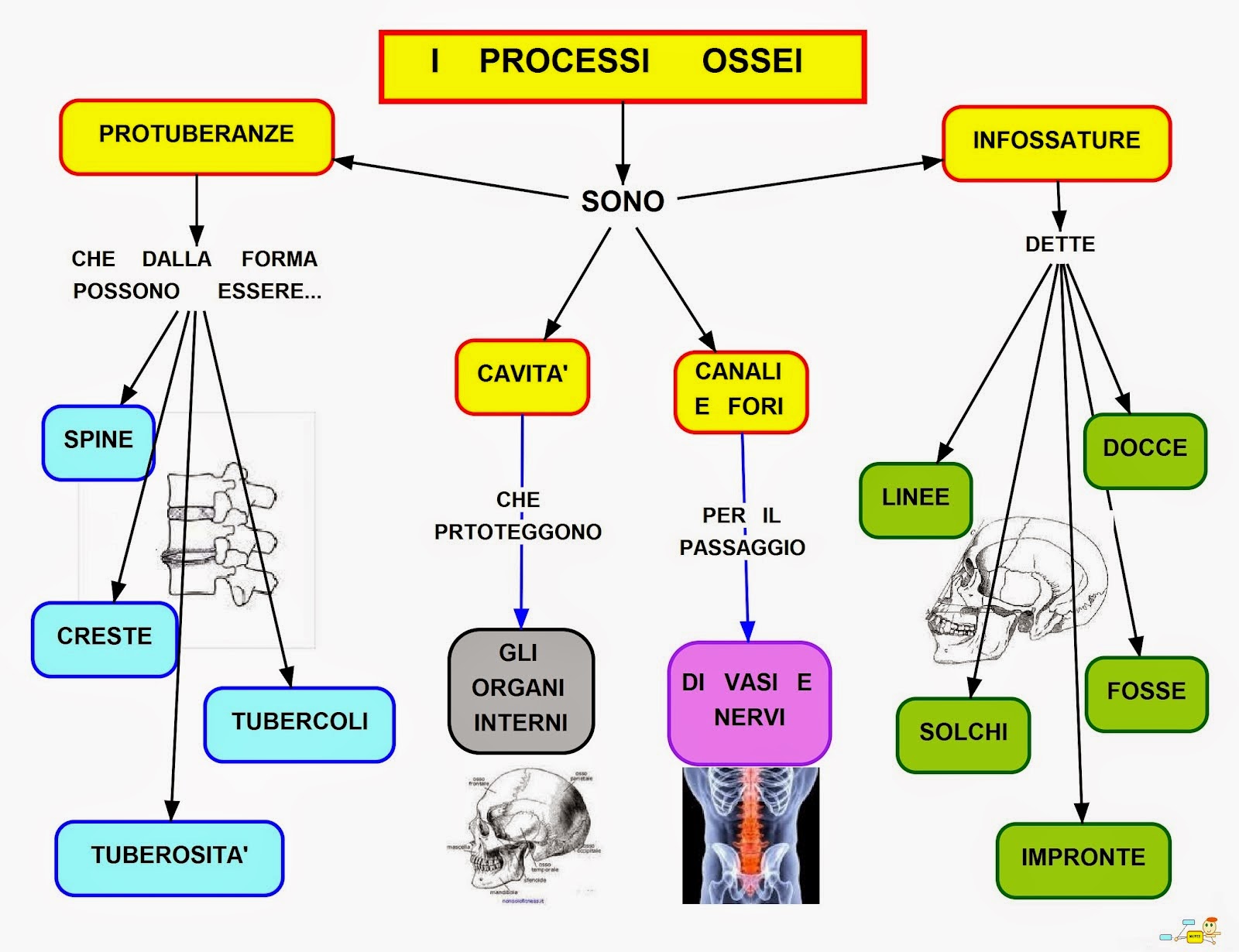 Mappa concettuale: Processi ossei • Scuolissima.com