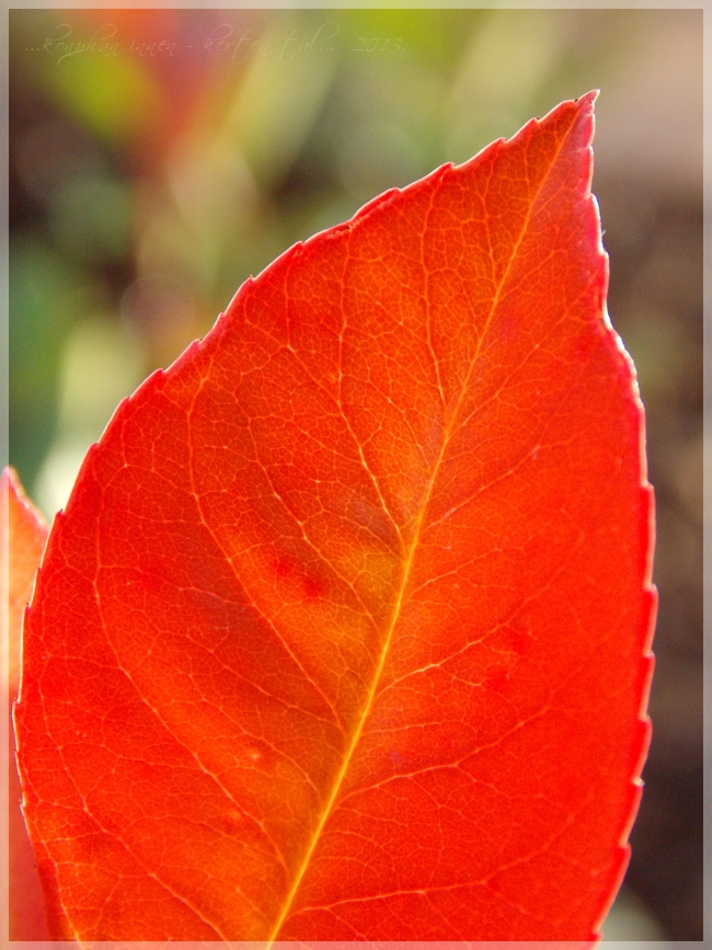Photinia Junglekey Fr Image 150
