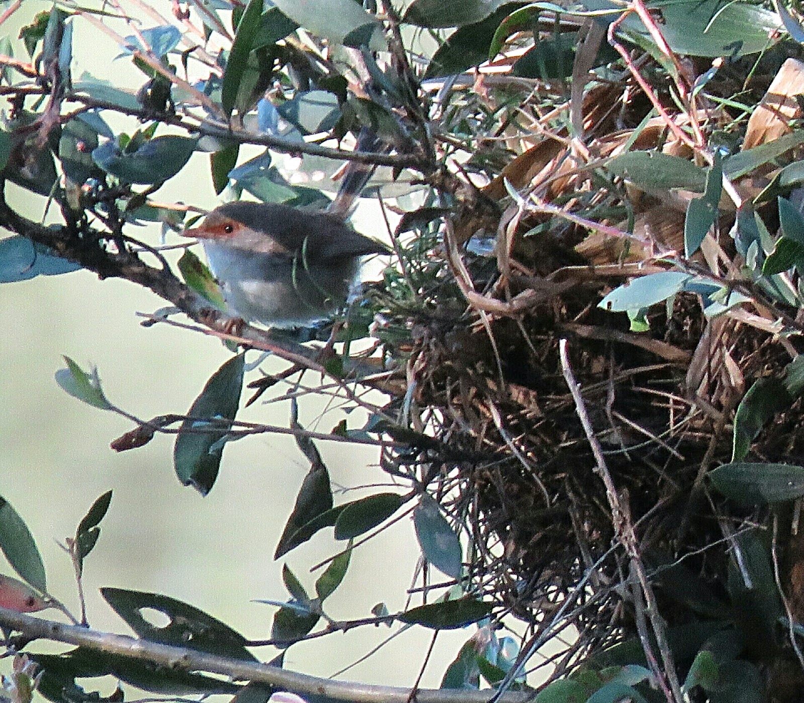 Bird & Travel Photos, Birding Sites, Bird Information FEMALE SUPERB