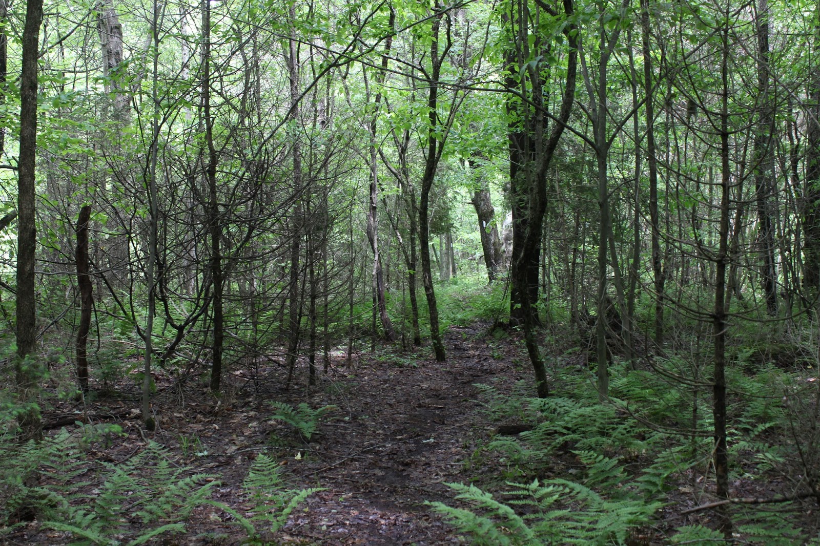 Sara Hikes... But Not Enough FLT/NCT Baker School House State Forest