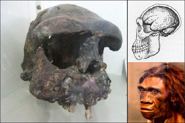 Catat! ini 3 Jenis Manusia Purba yang ada di Indonesia Hit
