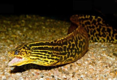 Bentuk Fisik Freshwater Moray