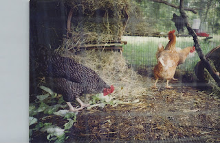 My chickens on a farm in Tampa FL.  I had to be there every morning for them and feed them at night