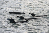 Penguins Swimming Galapagos