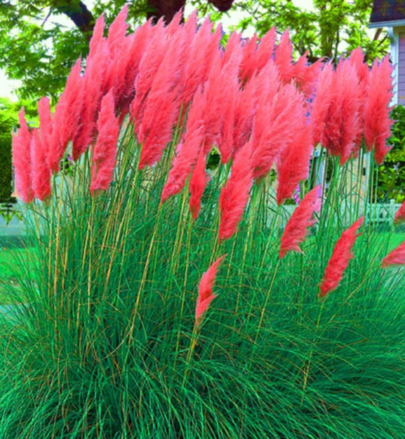 Mudflower Fake blue pampas grass seeds