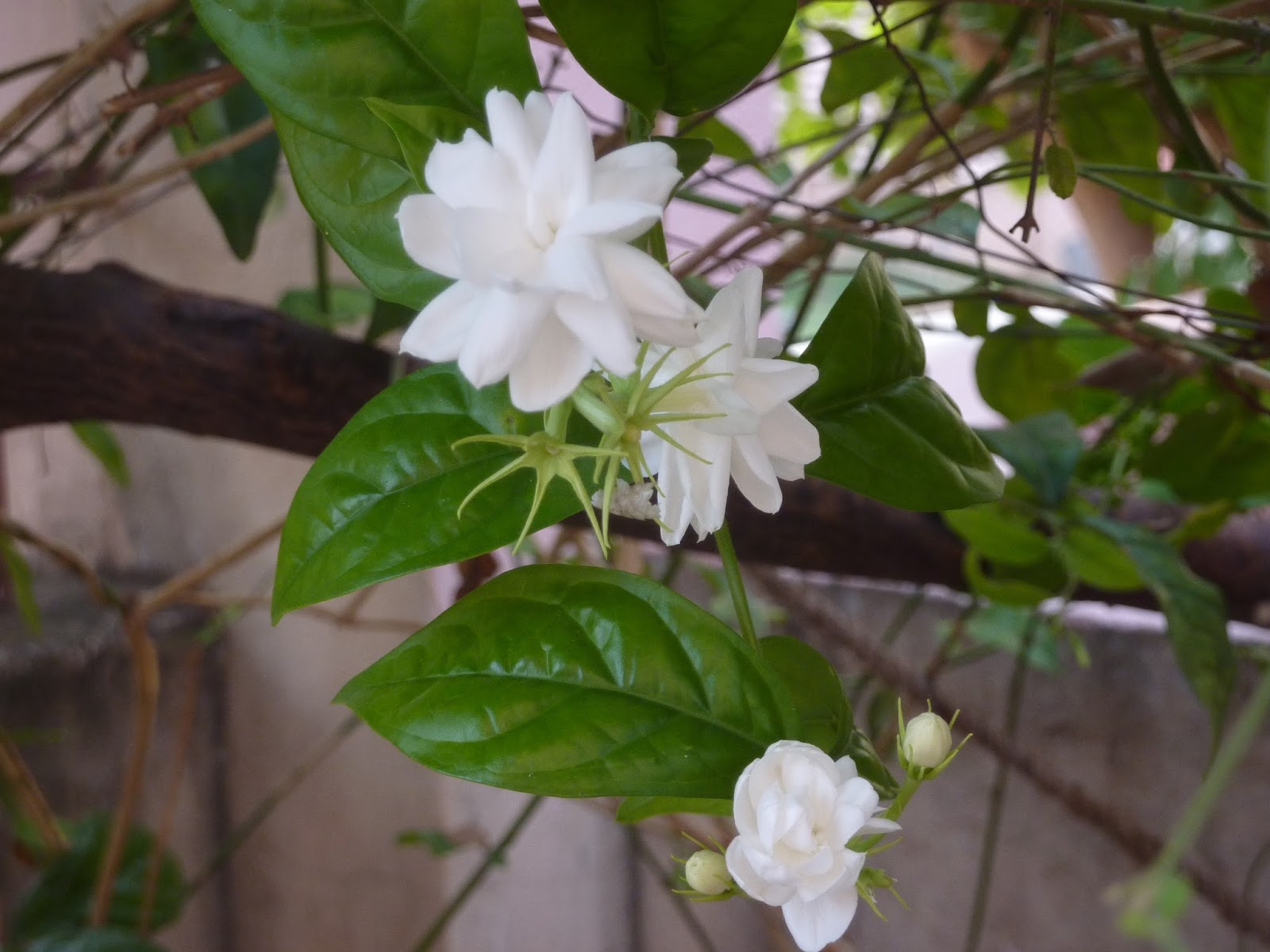 Our Edible Garden Jasmines