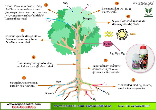 Plant protein is