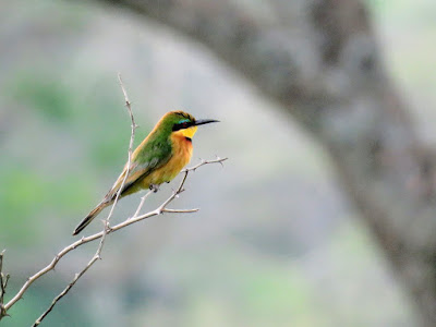Little Bee-eater in Uganda
