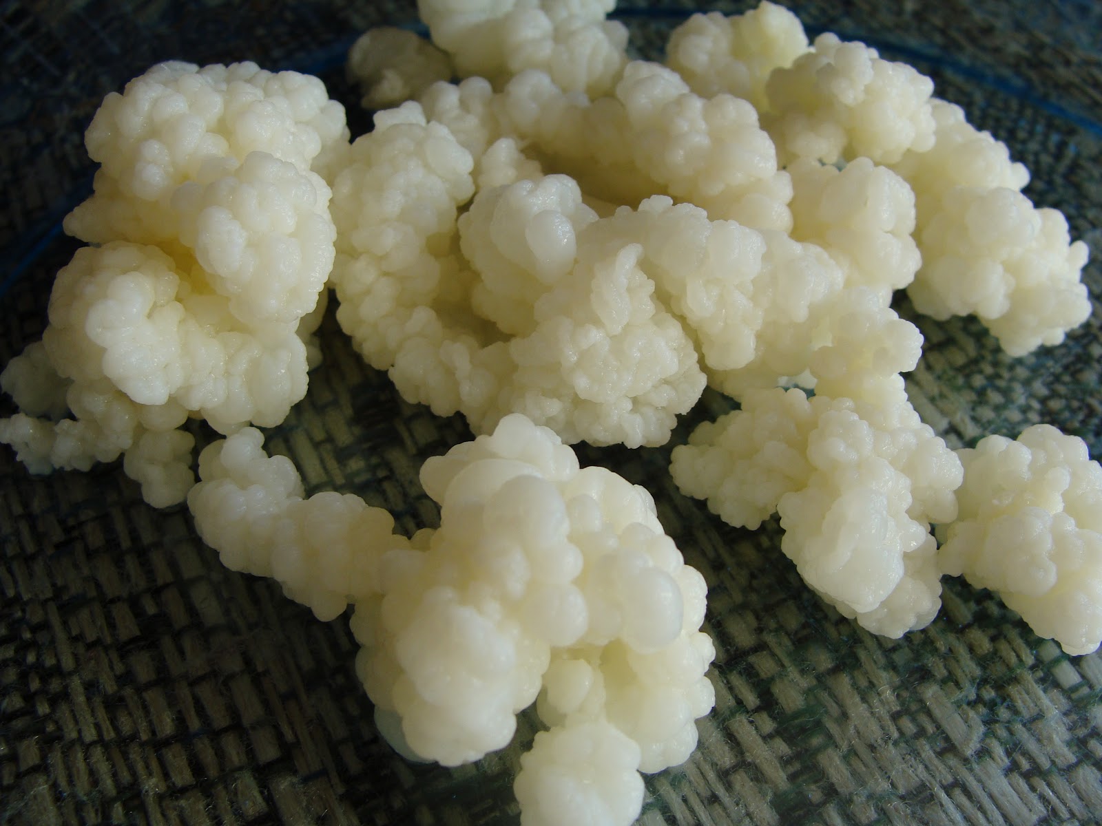 Milk Kefir AgriHunt A Hunt for Agricultural Knowledge