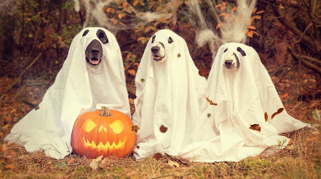 Image: Creepy Ghosts, by Nancy Sticke on Pixabay