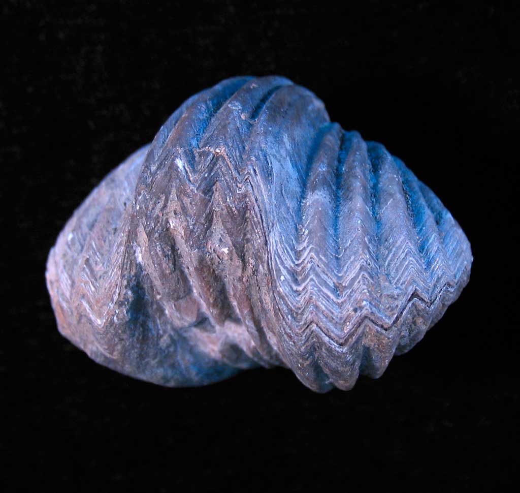 Louisville Fossils and Beyond Platystrophia ponderosa Brachiopod