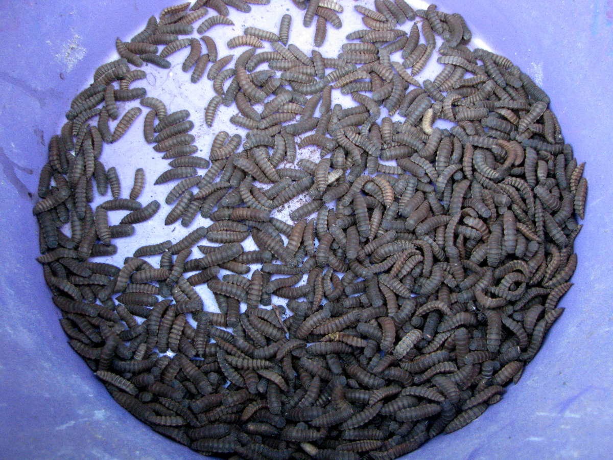 Black Soldier Fly Larvae 2.0 Update