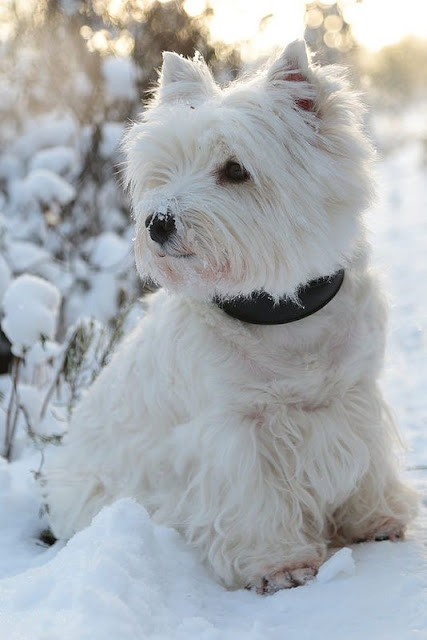 Beautiful winter scene with white scotty terrier in snow