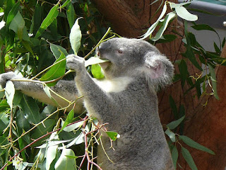 Fakta Tentang Koala