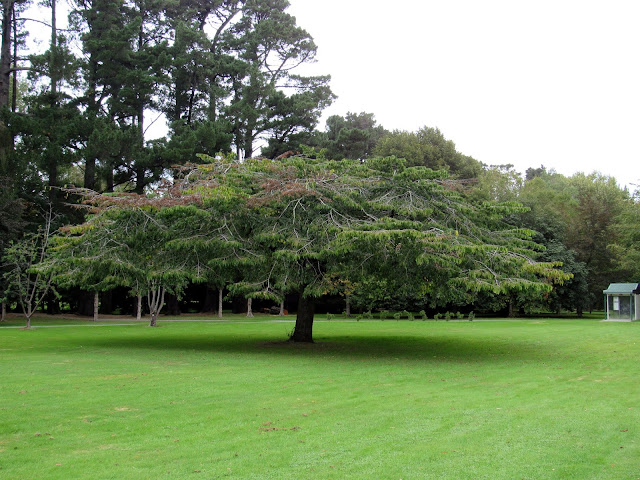 Me encantó este enorme árbol de Queens Park Árbol de Queens Park, en Invercargill