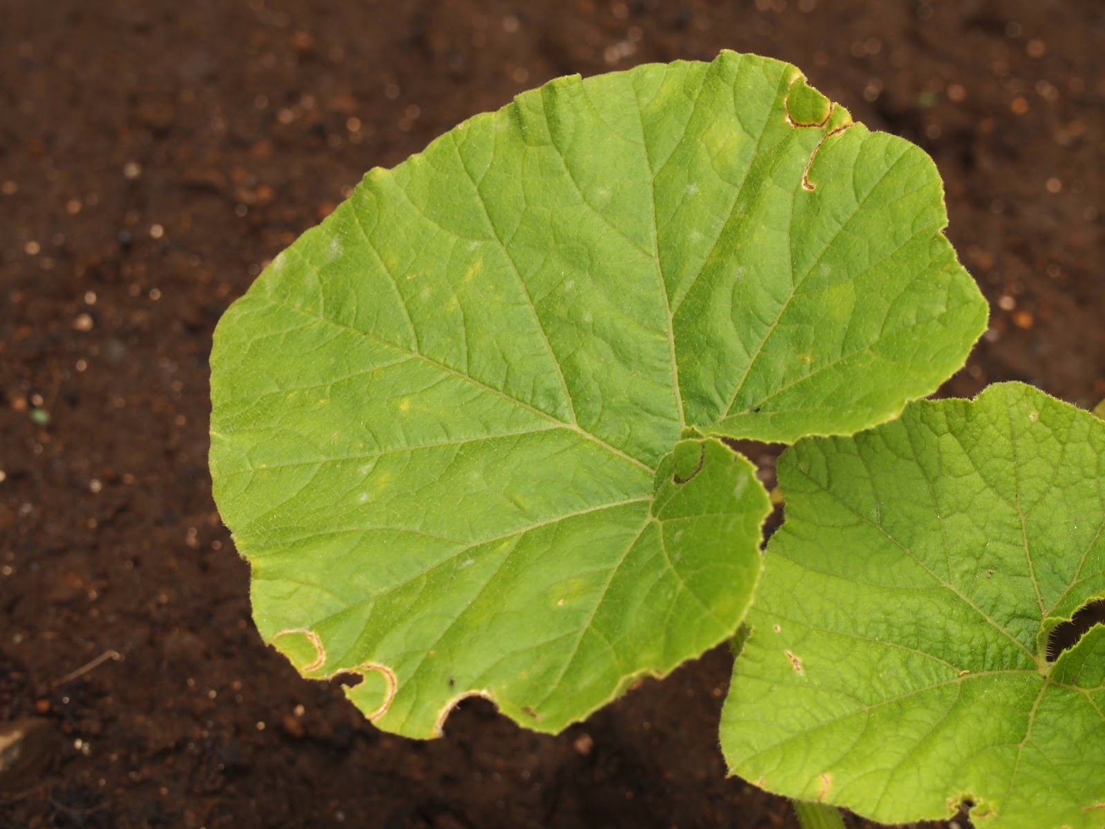 野菜の栽培記録 小玉かぼちゃの栽培日記 虫に食われた跡 白い何か ハダニ つぼみを発見
