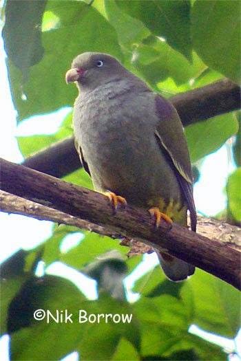 Sao Tome green pigeon