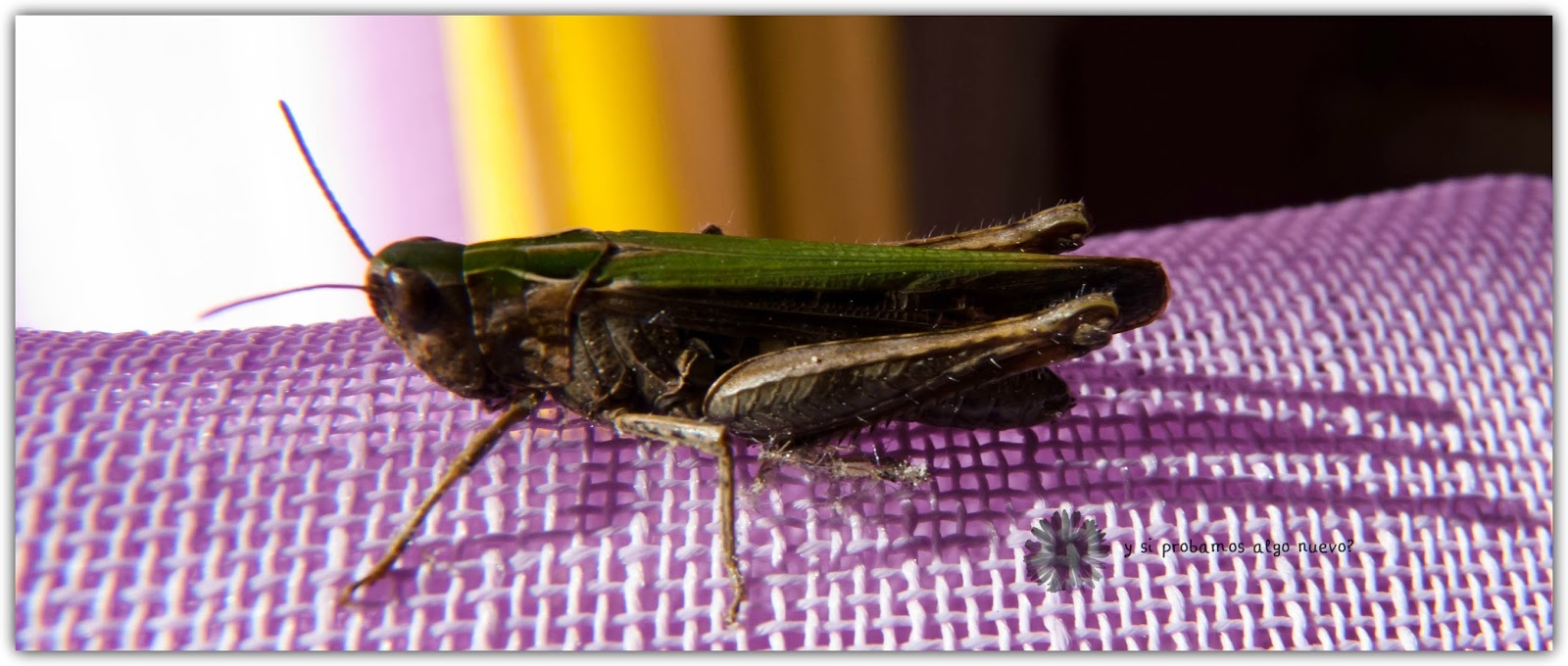 Foto de la semana: saltamontes