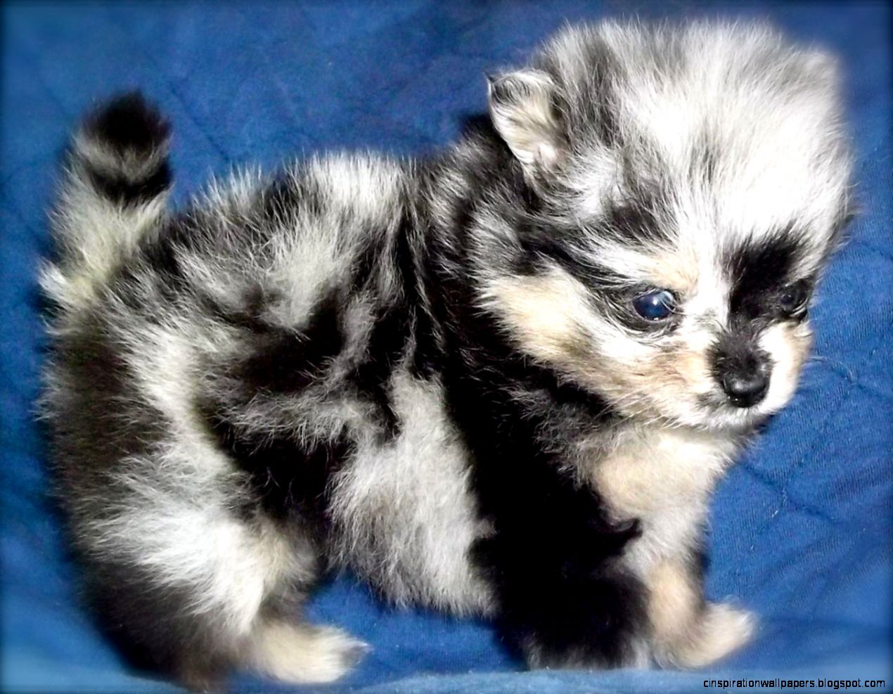 Blue Merle Pomeranian Puppy