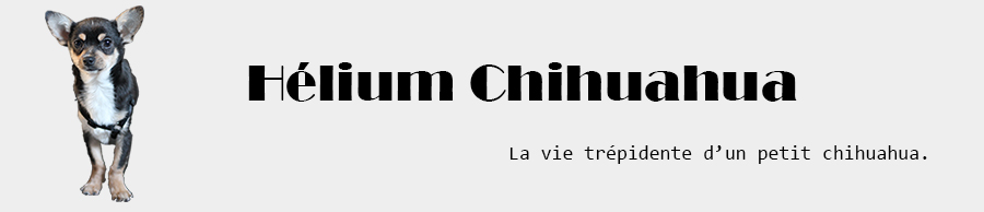 Hélium Chihuahua