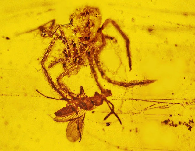 The 100-Million-Year-Old Spider Attack Captured in Amber