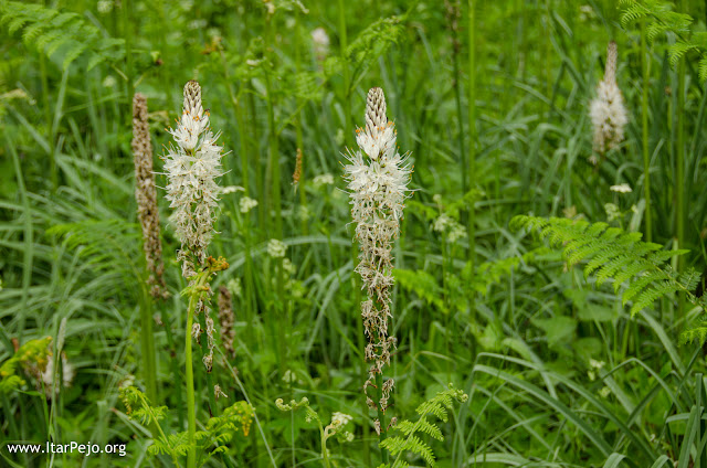 Flora, Mariovo region, Macedonia