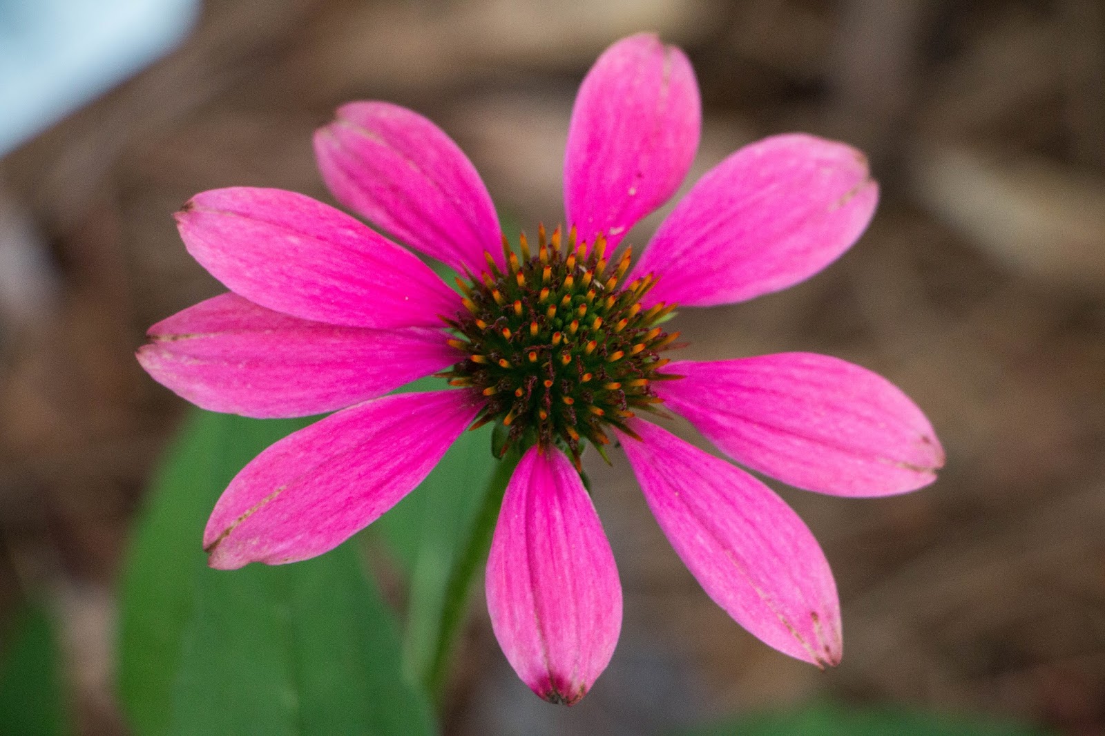 A Breath of Nature Coneflowers