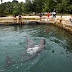 Menyapa Lumba-lumba di Pulau Mencaras Batam
