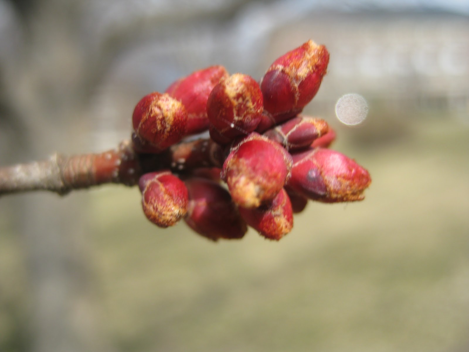 Trees Red maple buds and flowers