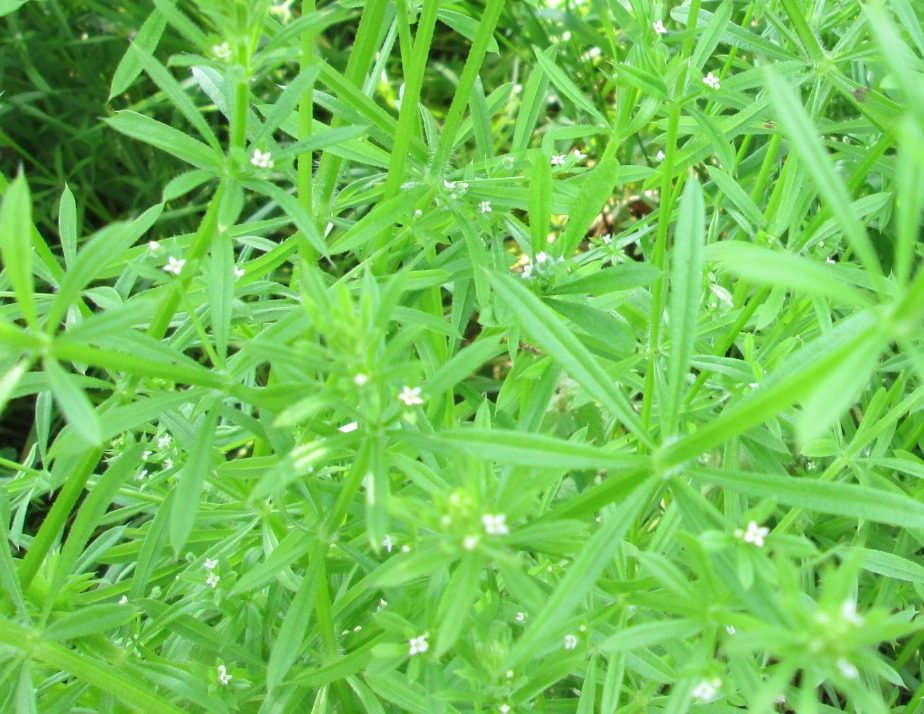 The Essential Herbal Blog 7 Great Weeds Waiting Outside Right Now