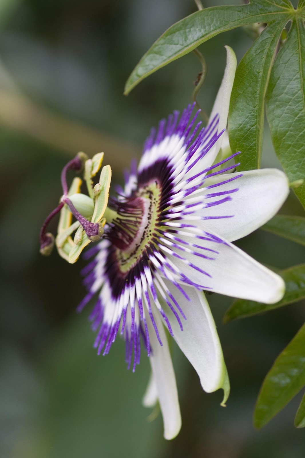 Beauty of Nature Passiflora (Passion Flowers) Can it calm your mind?