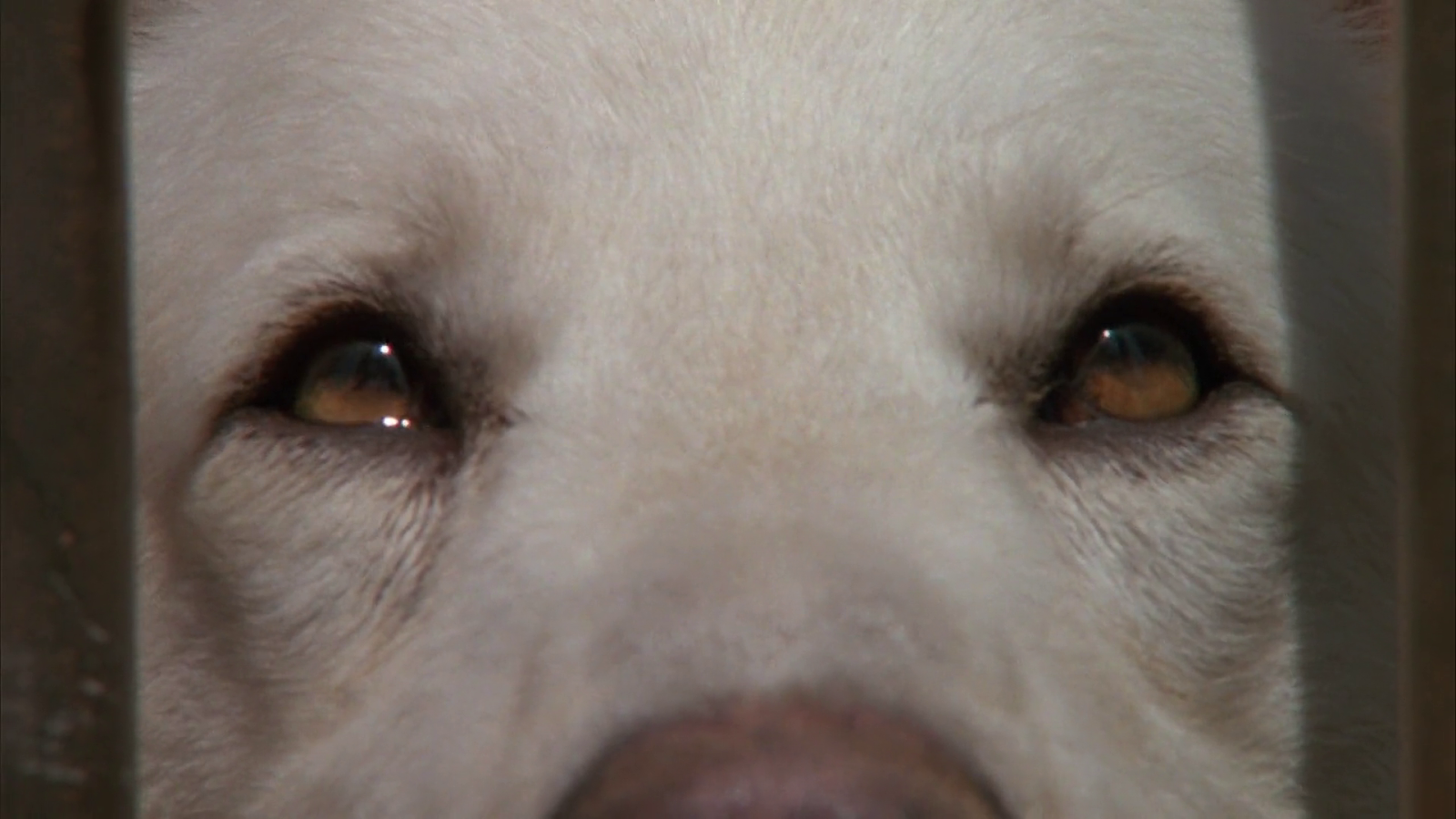 Белый жалко. Грустная белая собака. Пес белый с грустными глазами. Белая собака с грустными глазами.