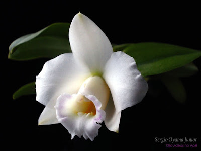 Orquídea Laelia alaorii