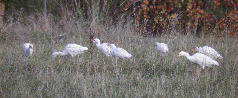 BUBULCUS IBIS