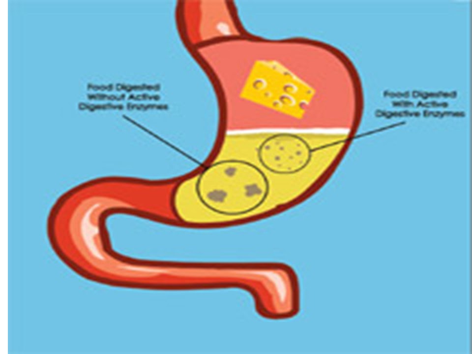 SONU ACADEMY: HUMAN DIGESTIVE SYSTEM-TEXT