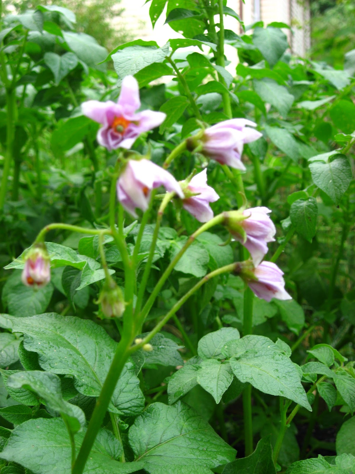 Happy Home New Potatoes Harvesting early potatoes from the garden