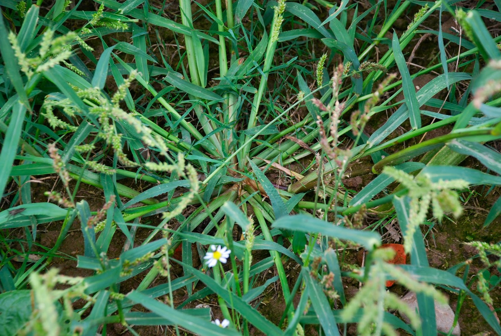 Die Pflanzenwelt von DüsseldorfHolthausen und angrenzenden Gebieten