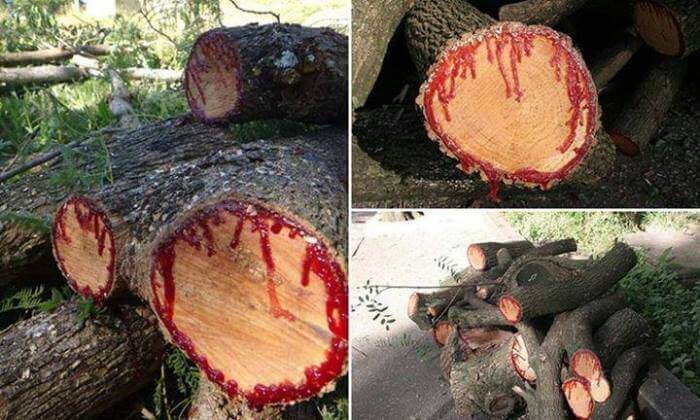 شجرة دم التنين أو شجرة دم الاخوين التي تنزف مادة حمراء تشبه الدم عند قطعها ريتاج