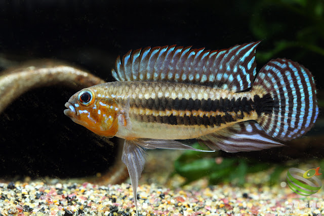 Apistogramma sp. miua