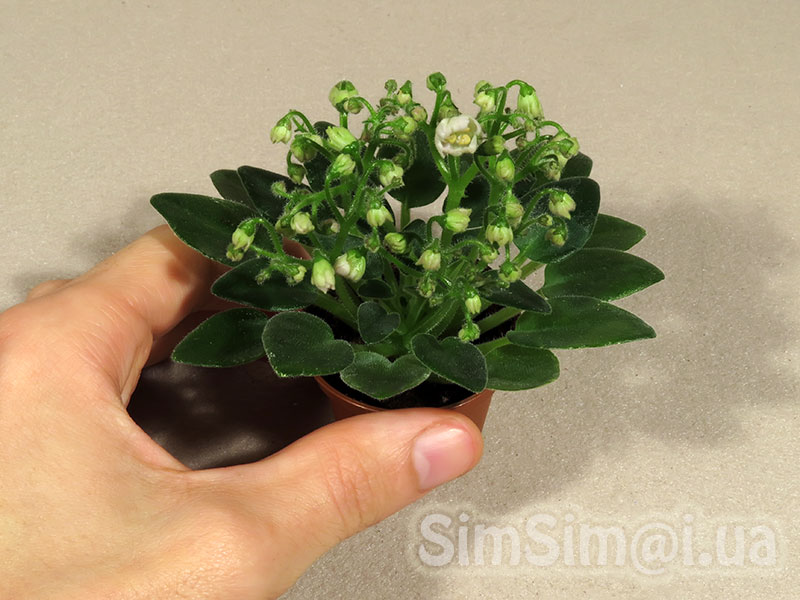 Beauty will save the world!!!: African Violet "Landysh Serebristyi"