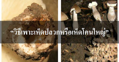 วิธีเพาะเห็ดปลวกหรือเห็ดโคนใหญ่” วิธีนี้สามารถเพาะกิน-เพาะขายได้ตลอดทั้งปี!!!