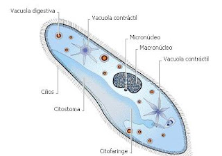 Protista unicelular