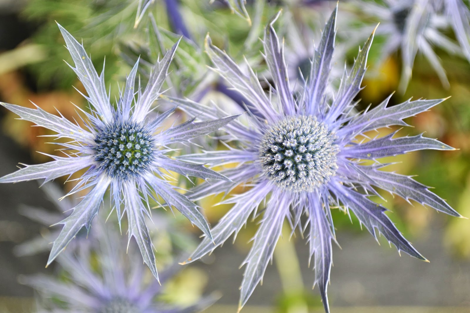 The Outlaw Gardener Vashon Island Part 3; Visiting Kathy's Corner Nursery
