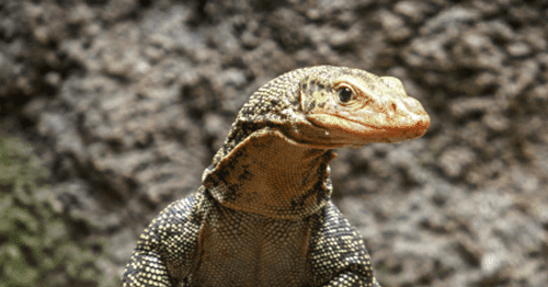 Arti Mimpi Melihat Biawak Guru dan Siswa Arti Mimpi Melihat Biawak Guru dan Siswa