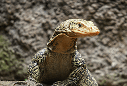 Buku Nombor Ekor Biawak