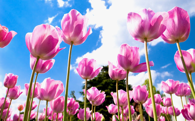 Tulipanes Rosados - Imágenes de Flores en HD