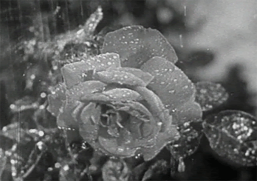 Una rosa d'inverno