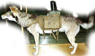 perro mina sovietico un perro adiestrado con una bomba que se situaba debajo de los tanques para explotar