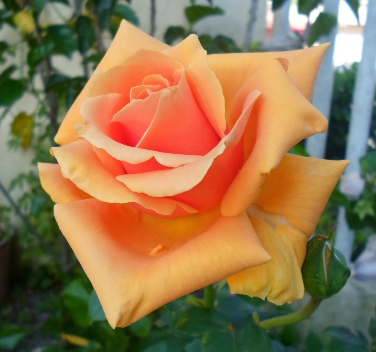 Rosas plantas de todos os tipos, troca de ideias postagem de fotos. Rosa linda!